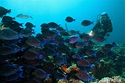 Acanthurus-coeruleus Chirurgien bleu ambiance Catherine-Bonaire Tolo-38m-20180223-Denis-ADER-DSC_7657_tn